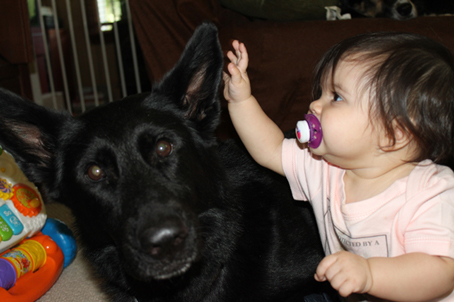 ceridwen zu treuen handen IPO2 RN german shepherd with mary